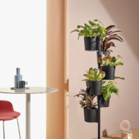 Hevea en ambiente